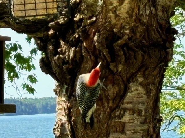 Red-bellied Woodpecker - ML620063435