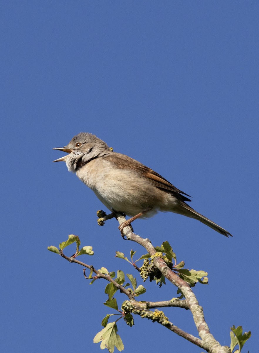 Greater Whitethroat - ML620063436