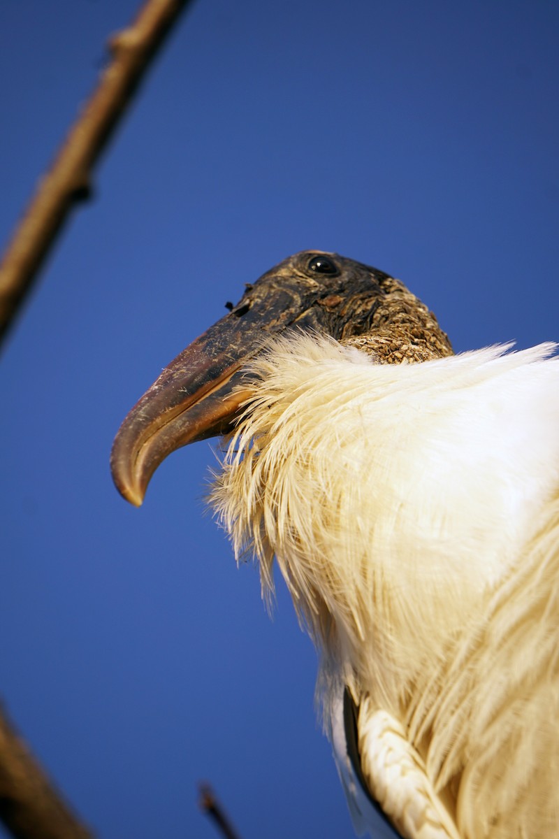 Wood Stork - ML620063444