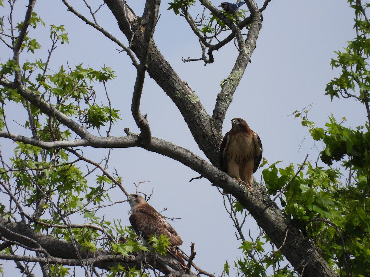Red-tailed Hawk - ML620063470