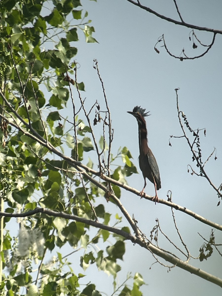 Green Heron - ML620063504