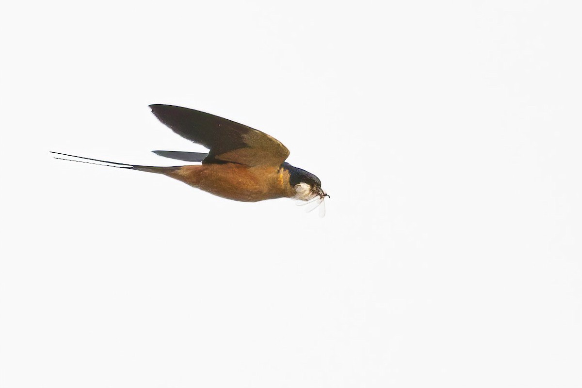 Rufous-chested Swallow - ML620063505
