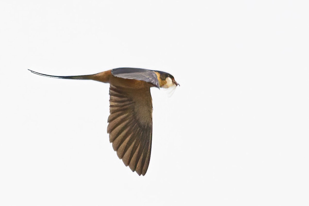 Rufous-chested Swallow - ML620063522