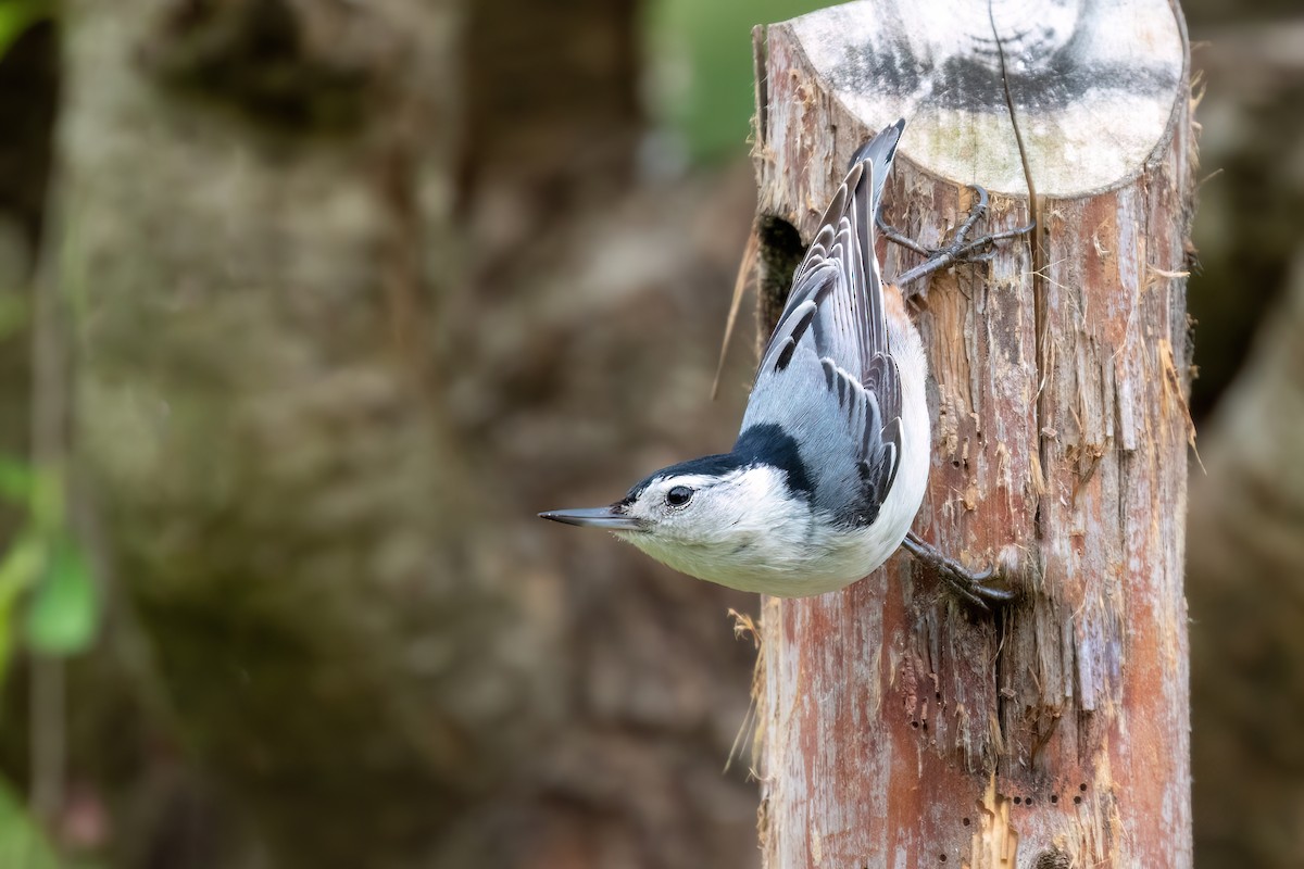 White-breasted Nuthatch - ML620063523
