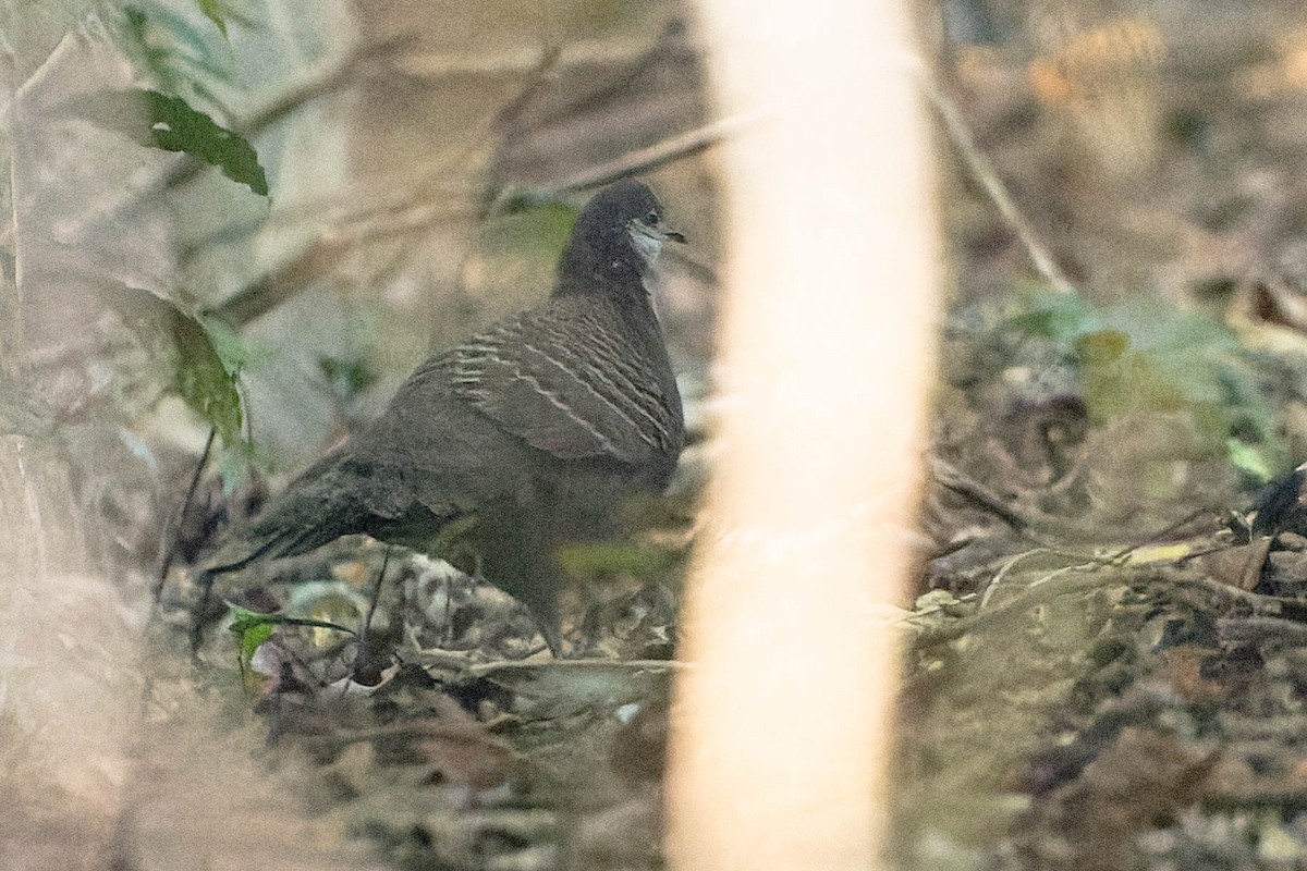 Gray Peacock-Pheasant - ML620063526