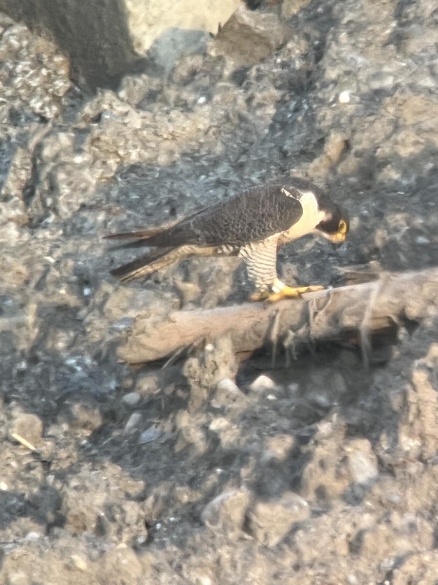 Peregrine Falcon - Sylvie Duchemin