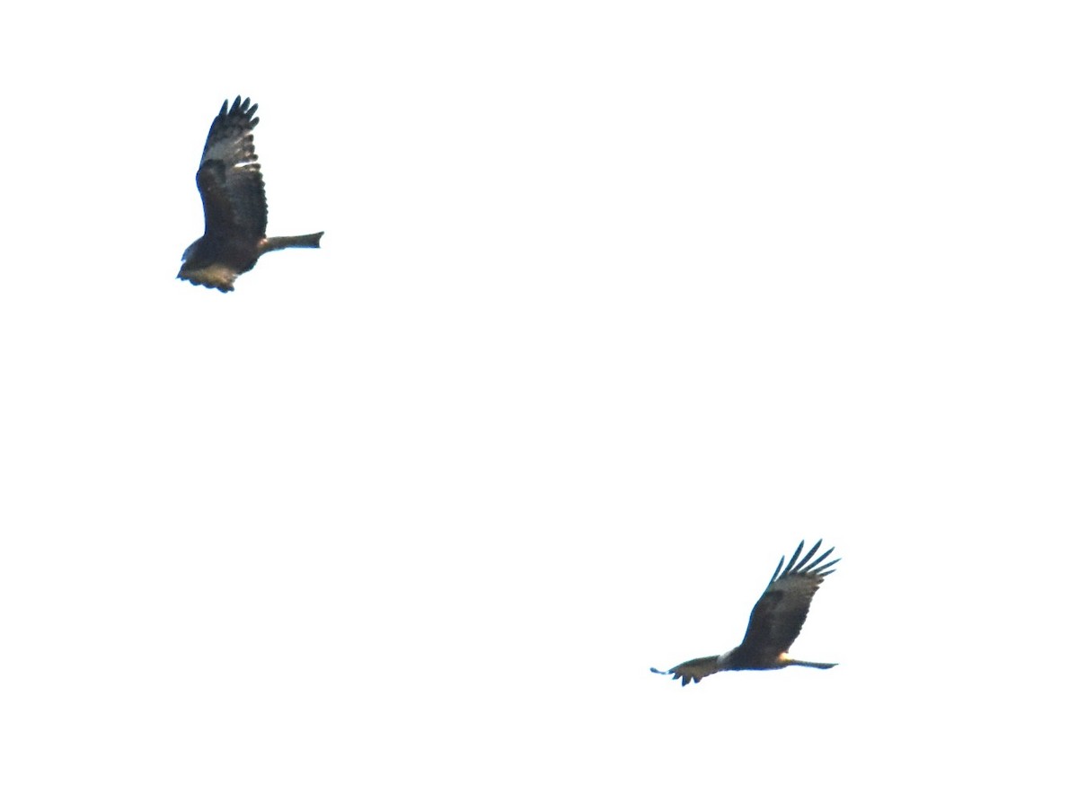 Square-tailed Kite - ML620063541