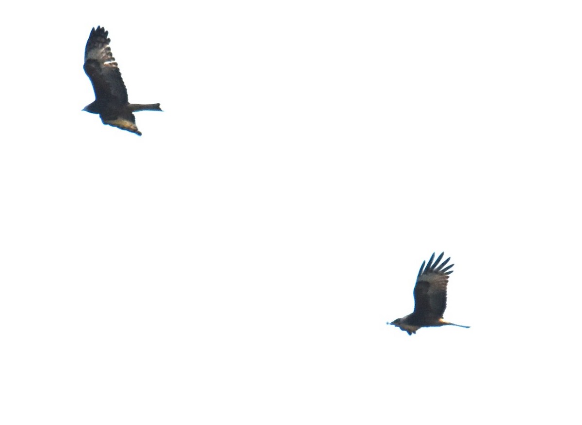 Square-tailed Kite - ML620063542