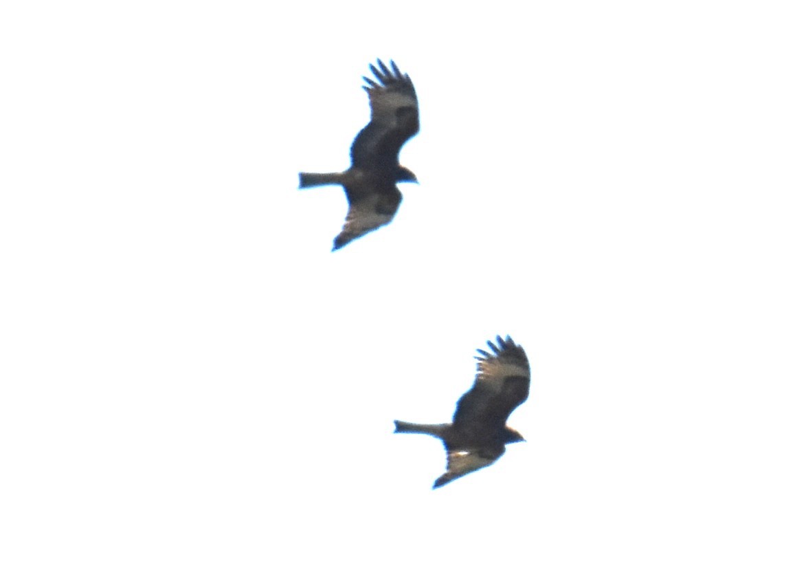 Square-tailed Kite - ML620063545