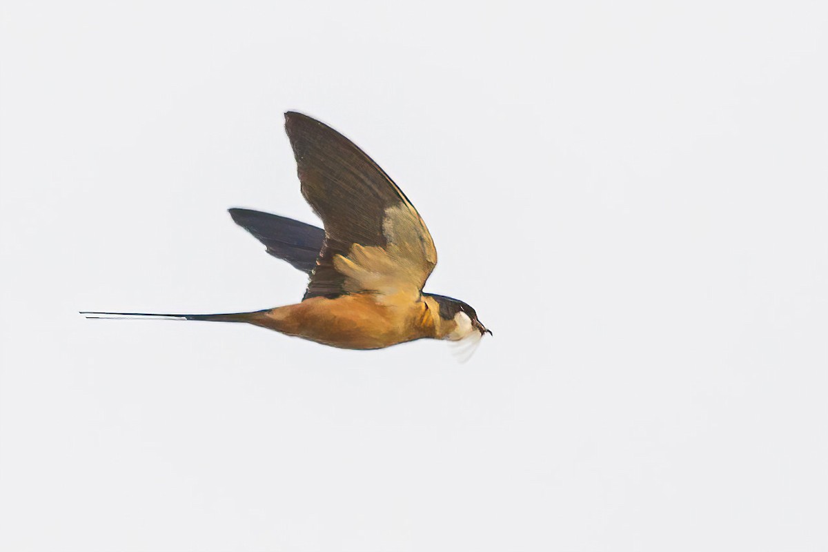 Rufous-chested Swallow - ML620063552