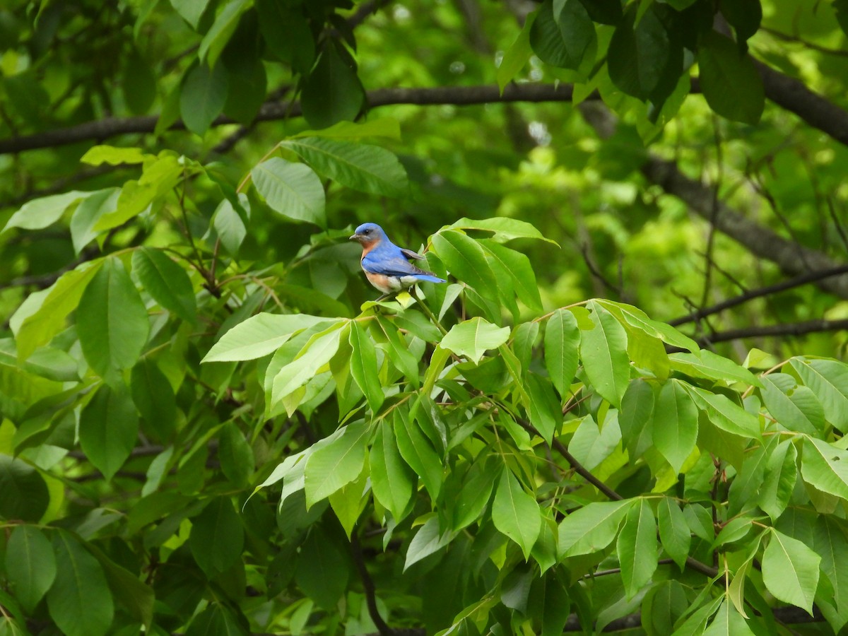 Eastern Bluebird - ML620063585