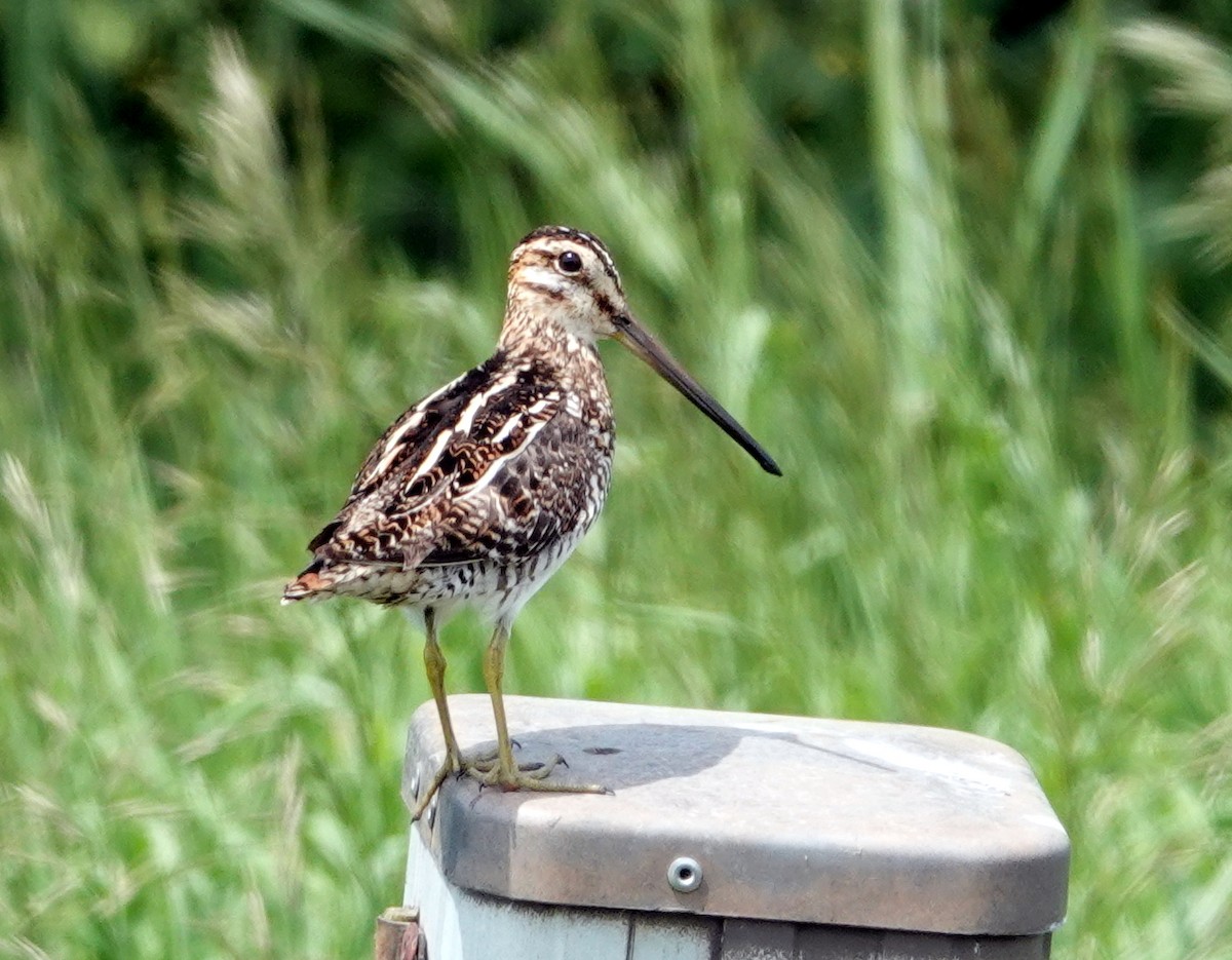 Wilson's Snipe - ML620063595