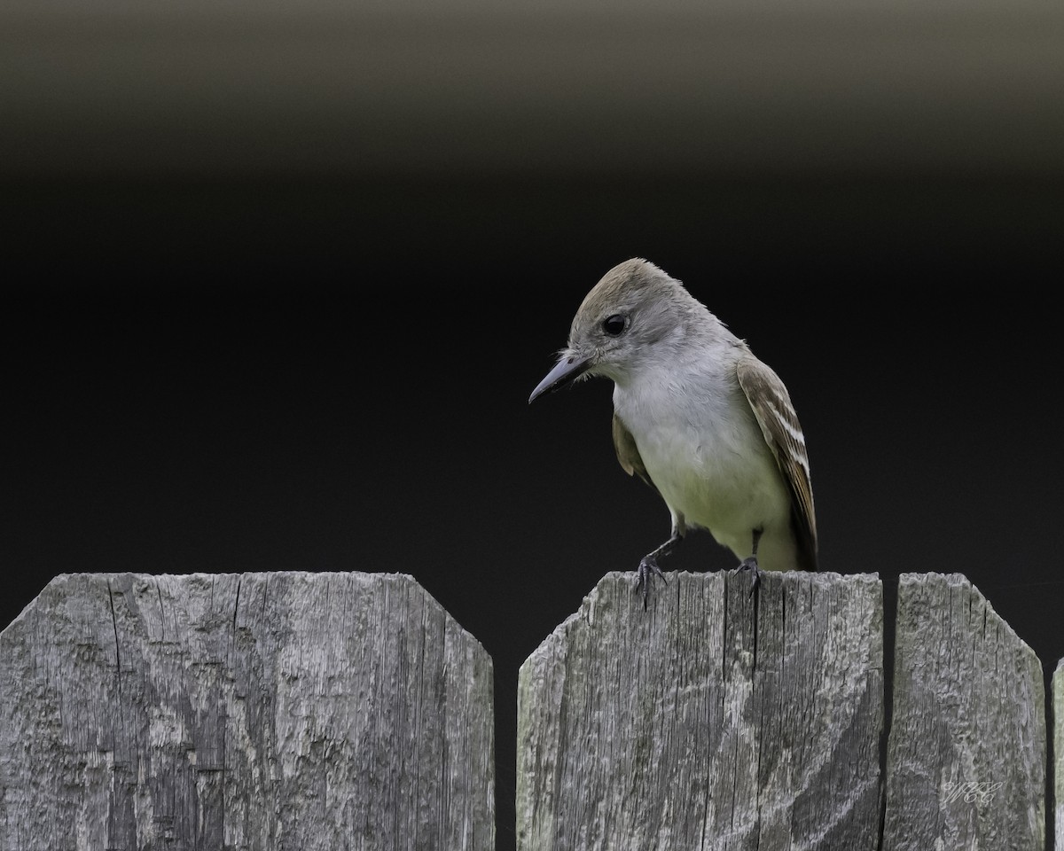 Great Crested Flycatcher - ML620063618