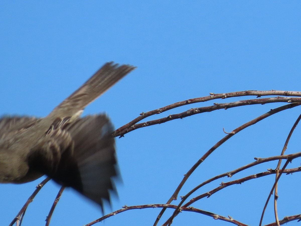 Western Wood-Pewee - ML620063621