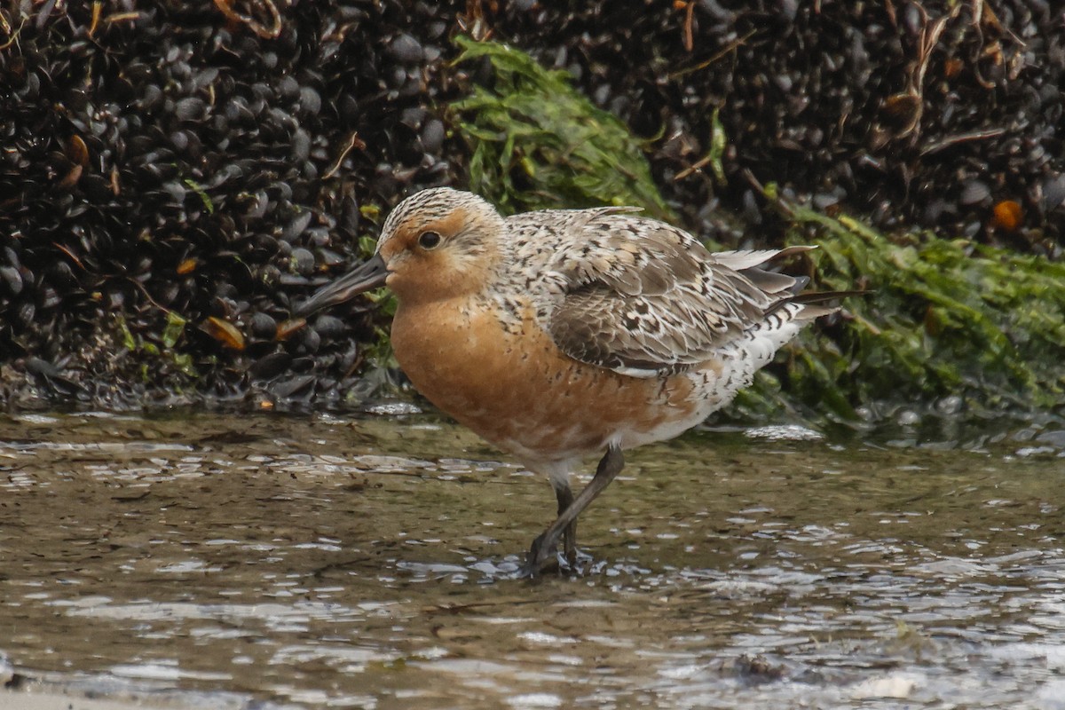 Red Knot - ML620063623