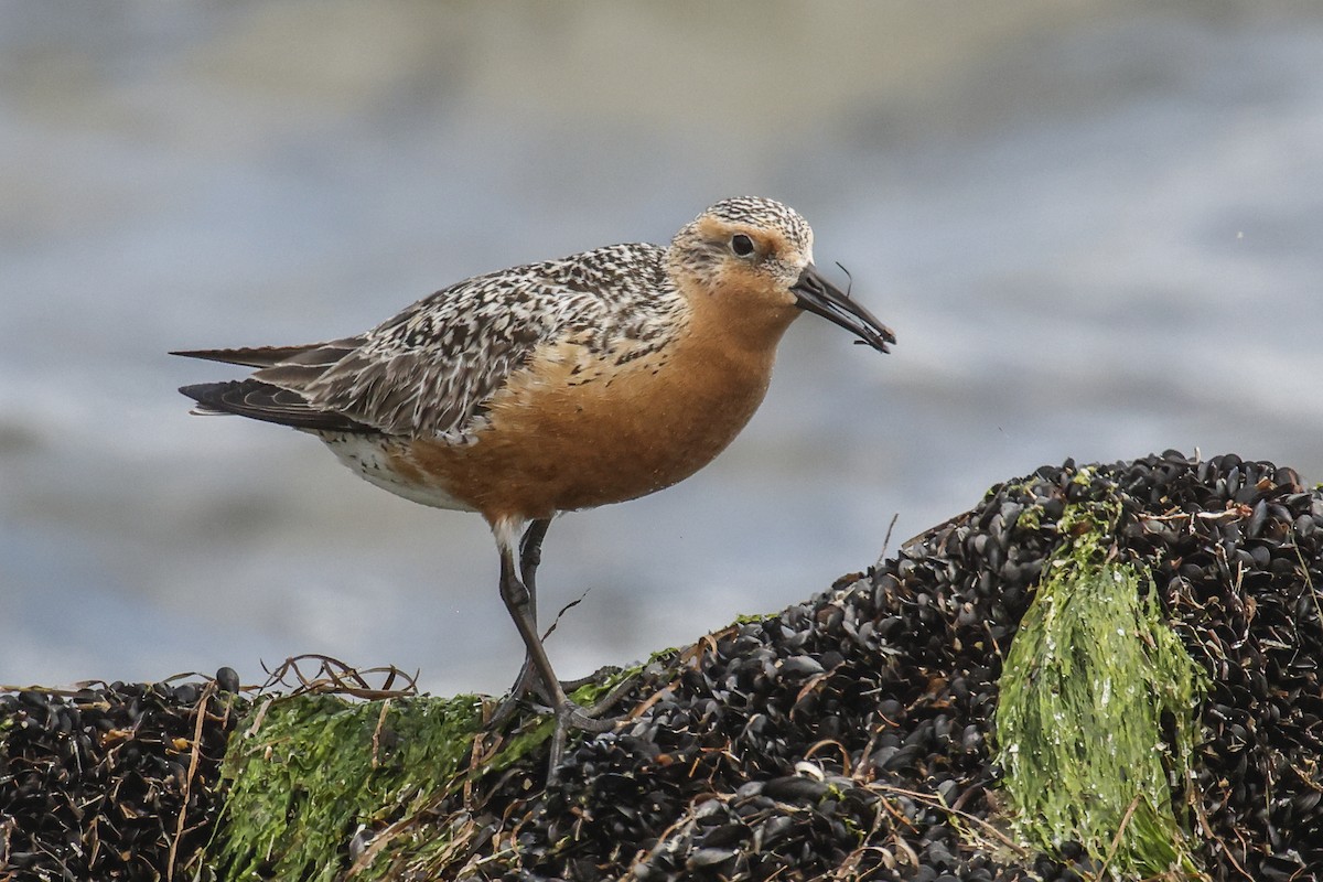 Red Knot - ML620063624