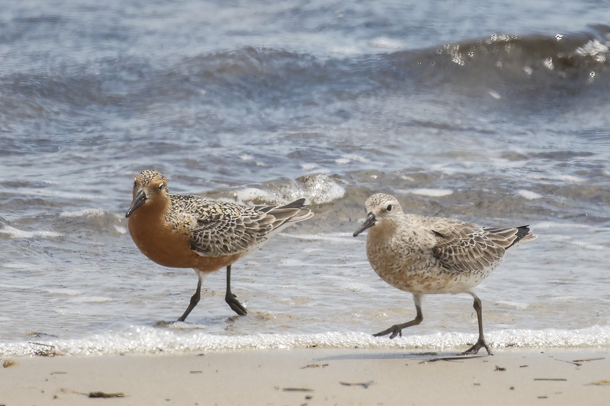 Red Knot - ML620063625