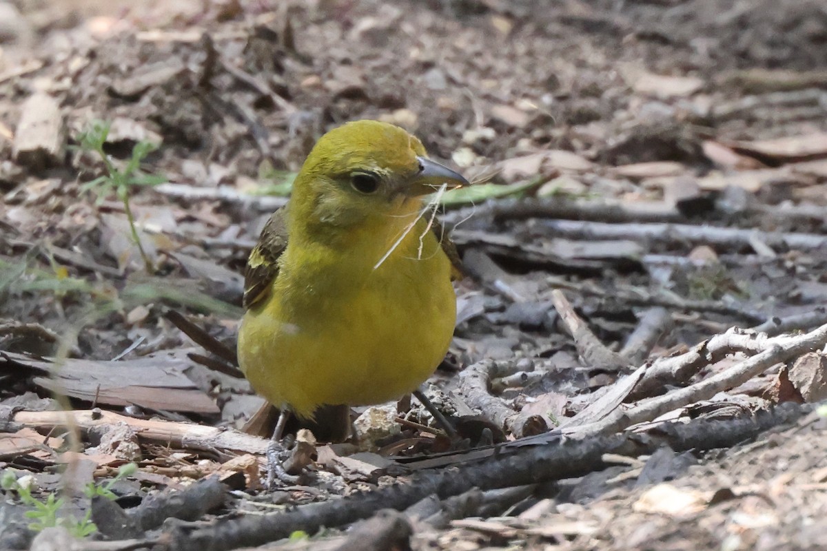 Western Tanager - ML620063653