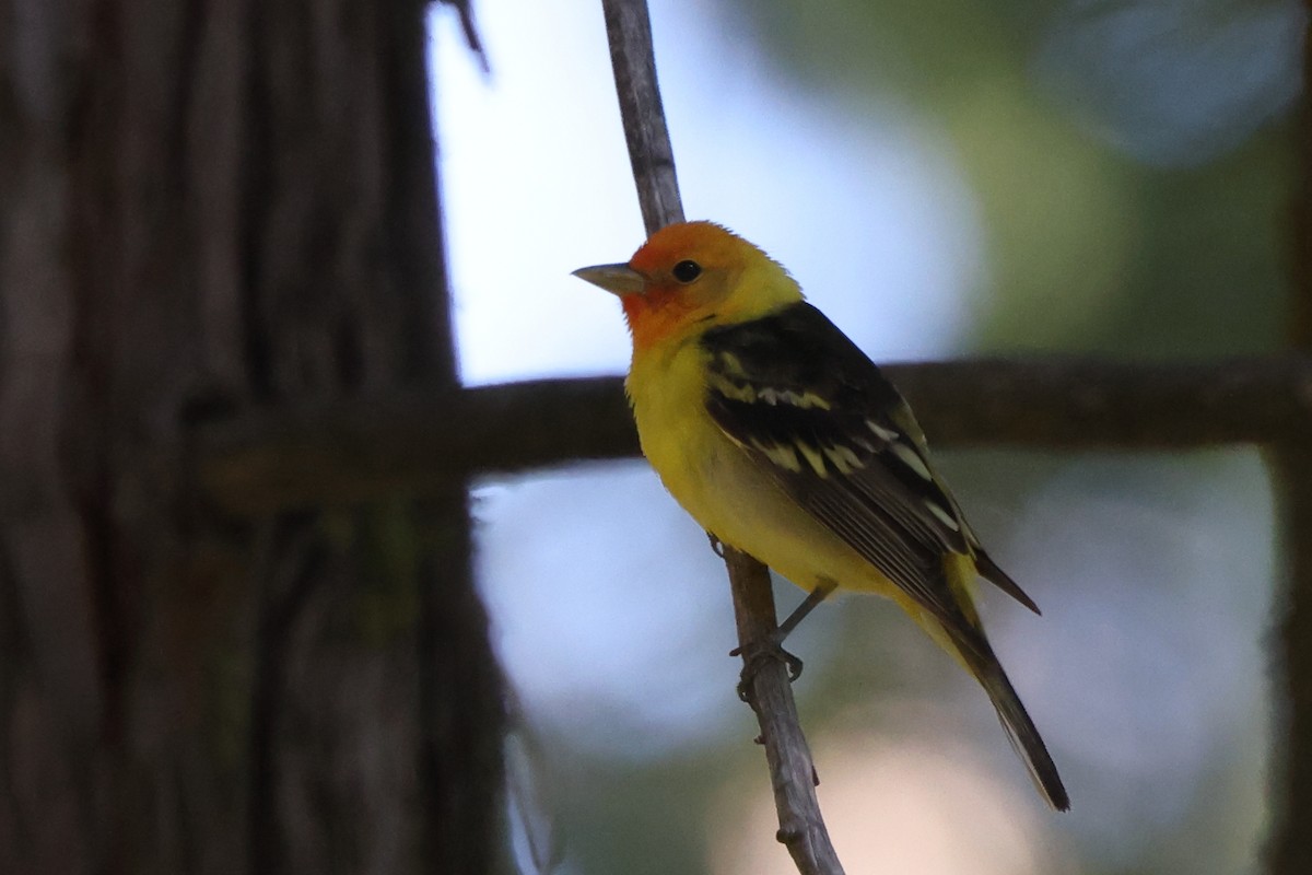 Western Tanager - ML620063654