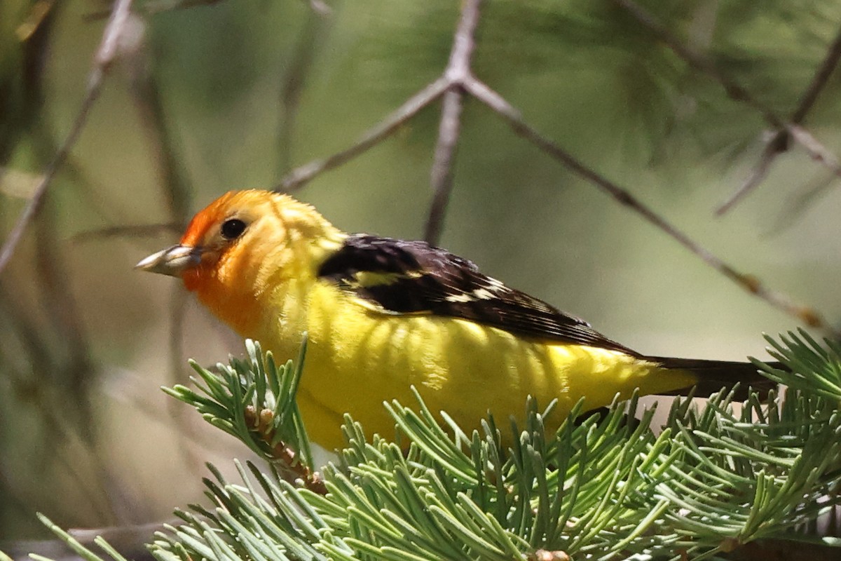 Western Tanager - ML620063655
