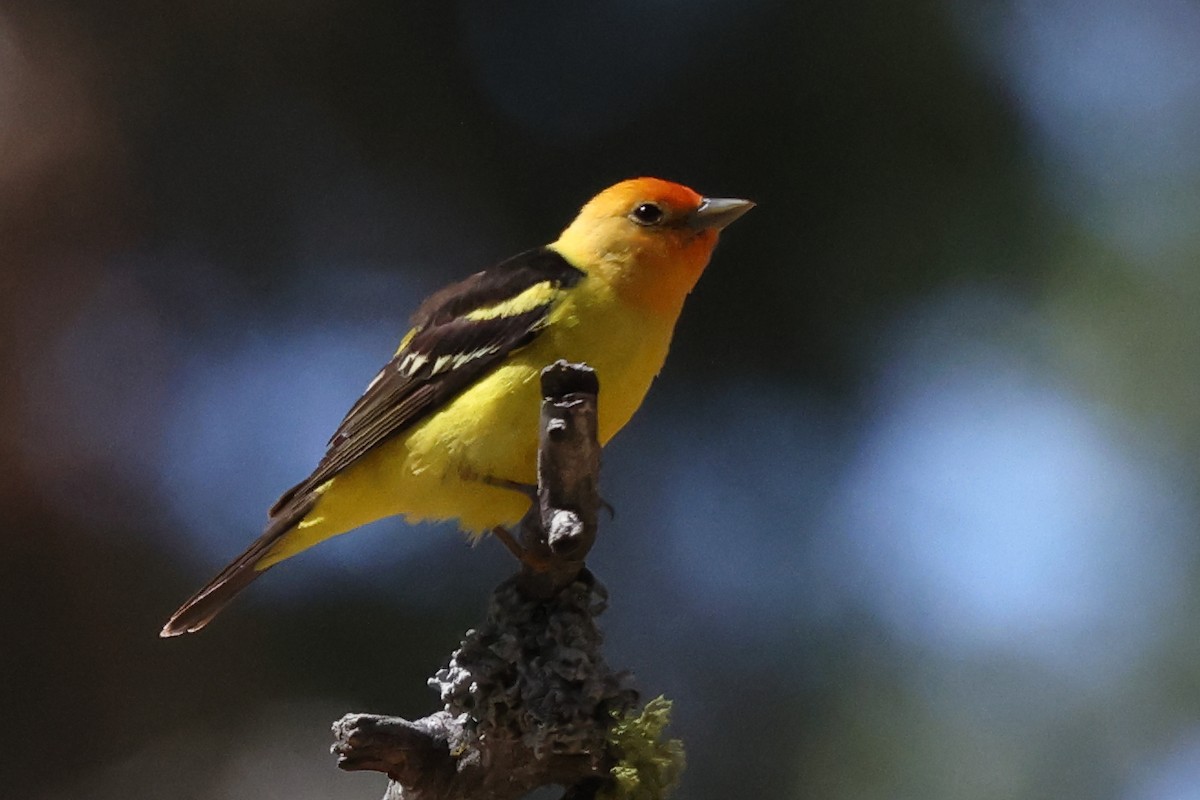 Western Tanager - ML620063656