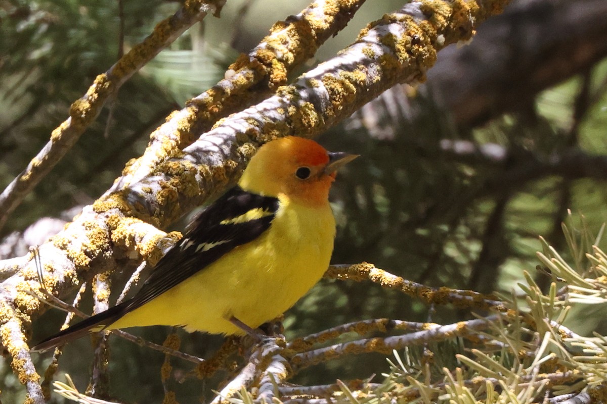 Western Tanager - ML620063657