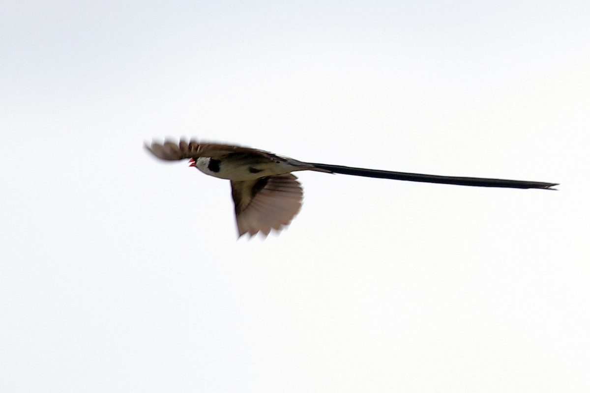 Pin-tailed Whydah - ML620063674