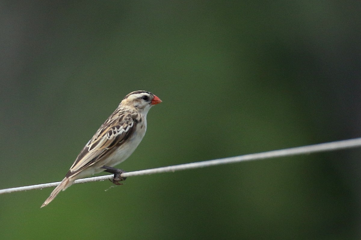 Pin-tailed Whydah - ML620063675