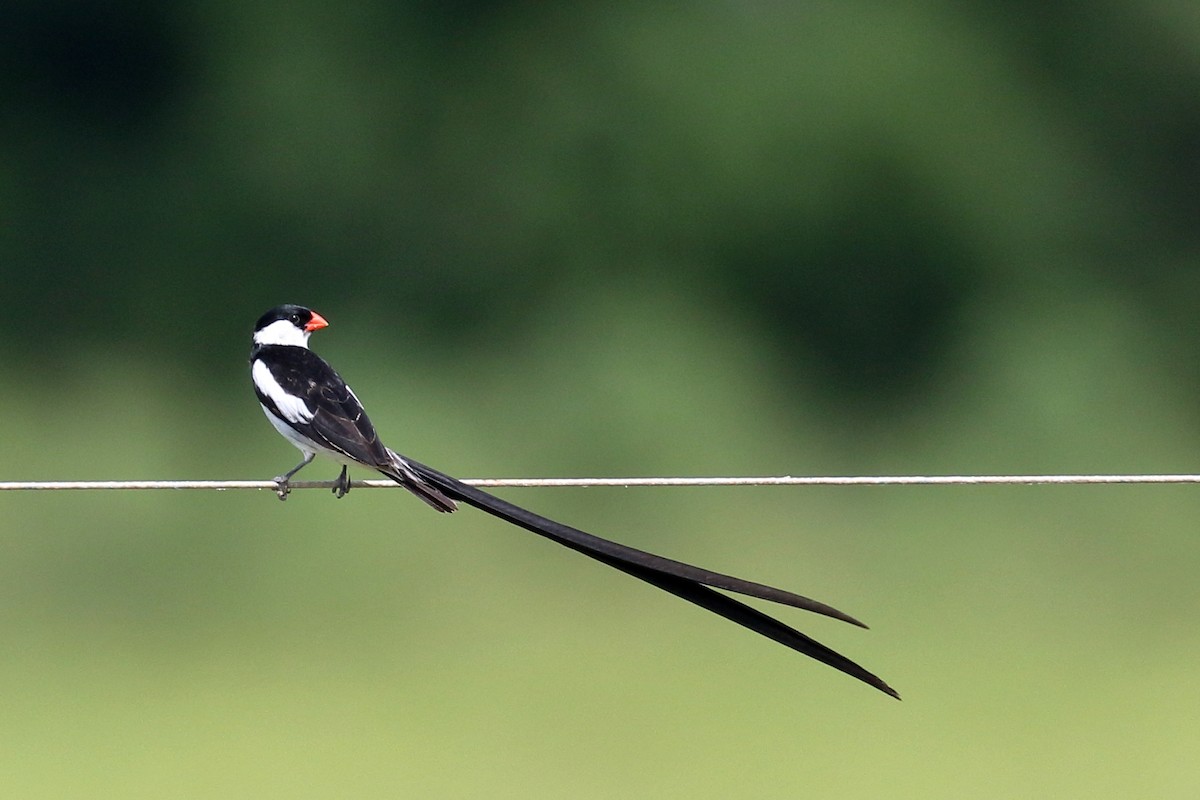Pin-tailed Whydah - ML620063676