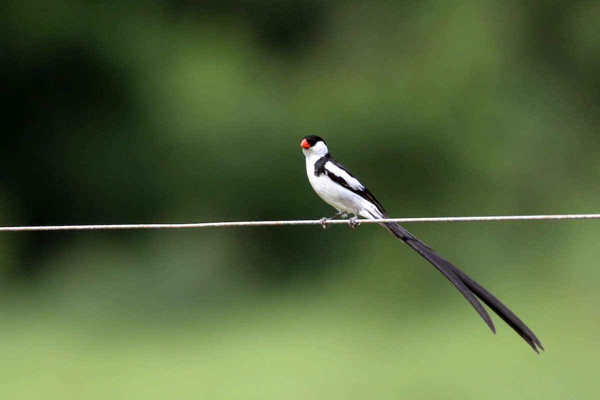Pin-tailed Whydah - ML620063677