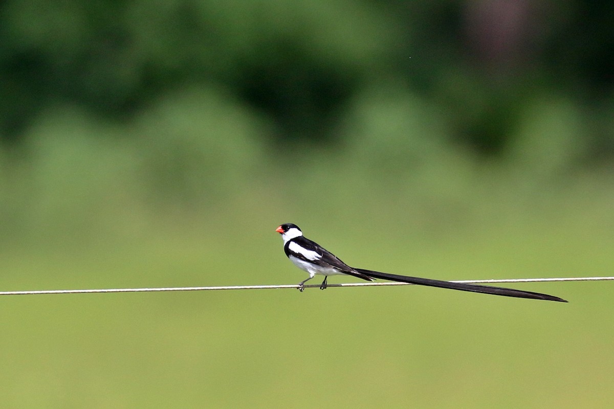 Pin-tailed Whydah - ML620063678