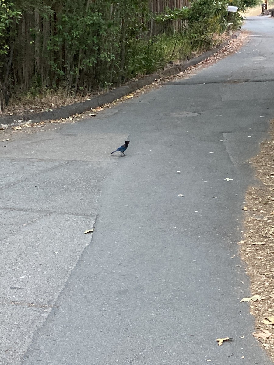 Steller's Jay - ML620063682