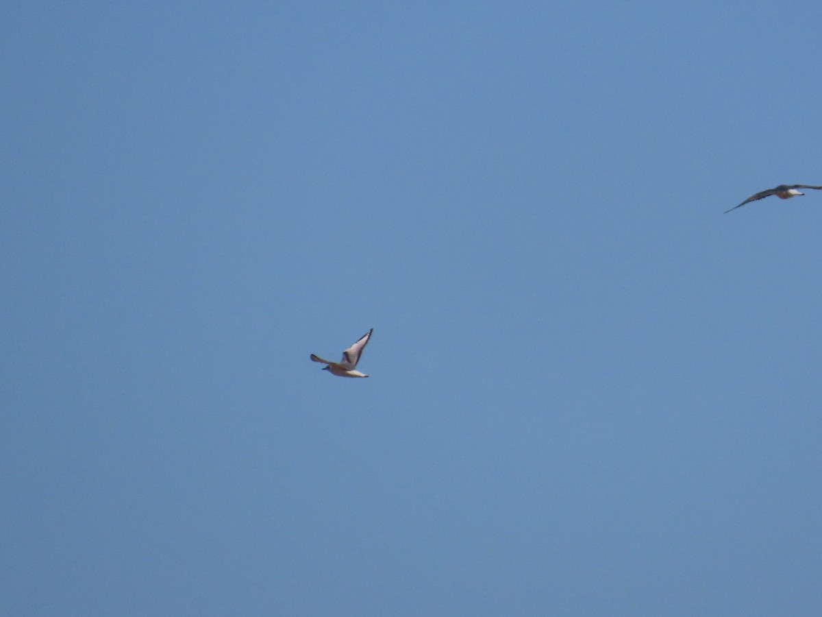 Bonaparte's Gull - ML620063704