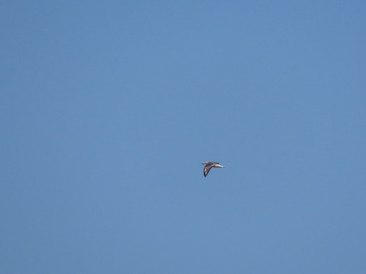 Bonaparte's Gull - ML620063705