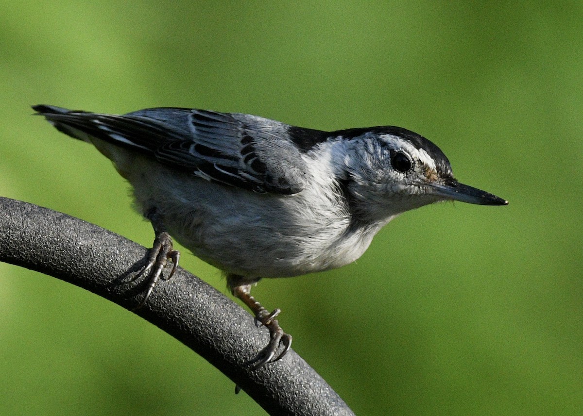 White-breasted Nuthatch - ML620063706