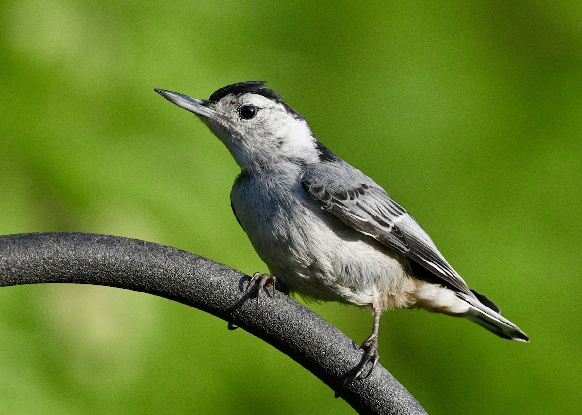 White-breasted Nuthatch - ML620063708