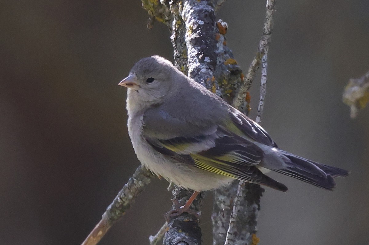 Lawrence's Goldfinch - ML620063727