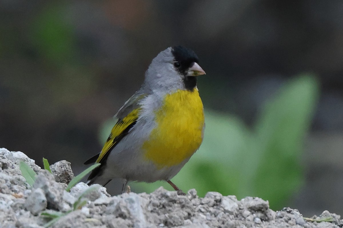 Lawrence's Goldfinch - ML620063728