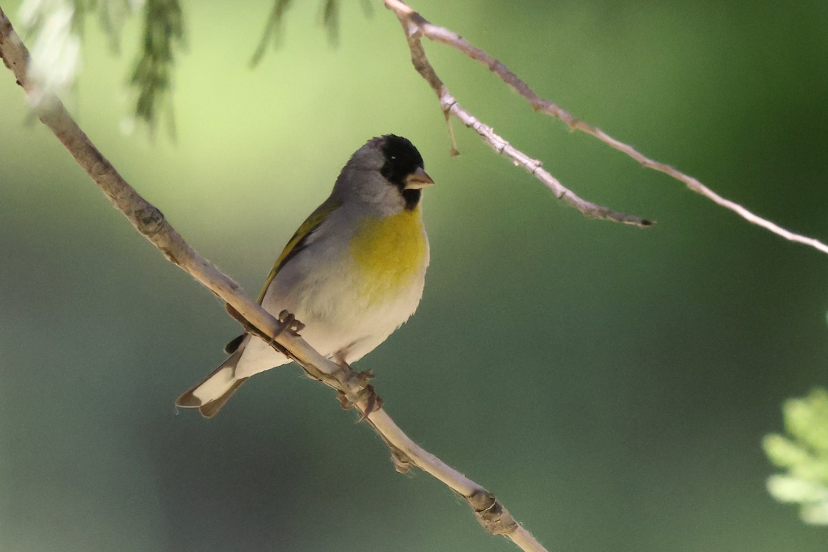 Lawrence's Goldfinch - ML620063729