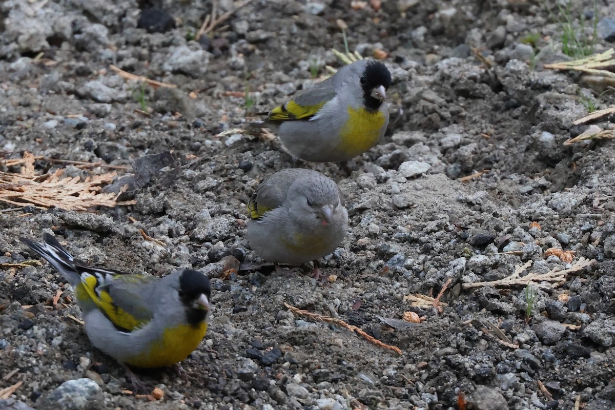 Lawrence's Goldfinch - ML620063730