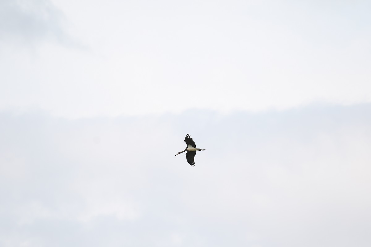 Black Stork - ML620063734