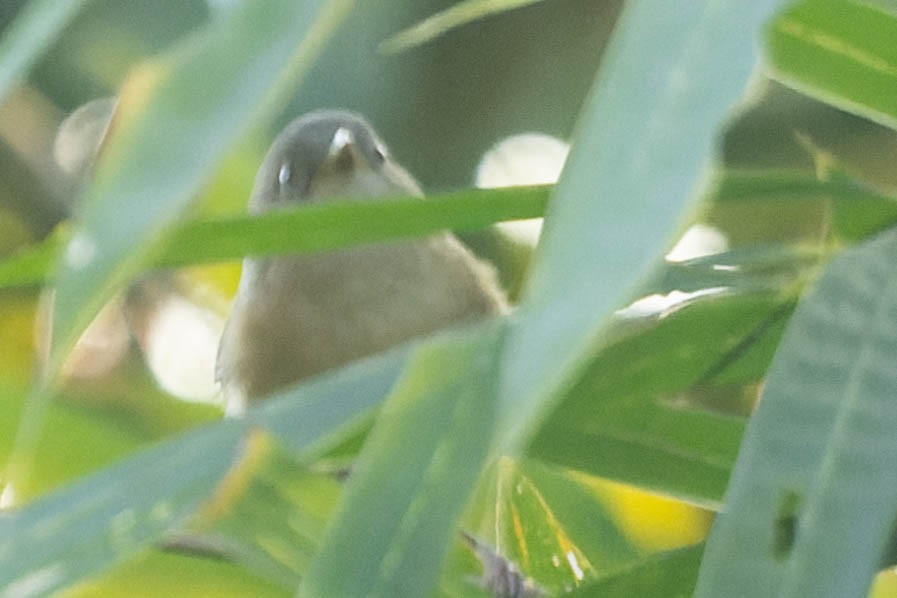 Brown-cheeked Fulvetta - ML620063735