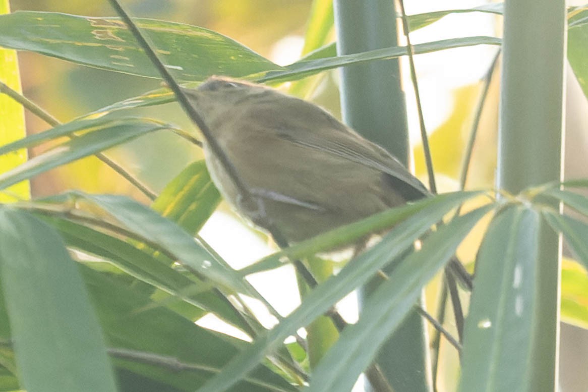 Brown-cheeked Fulvetta - ML620063736