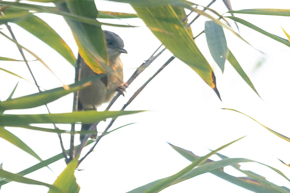 Brown-cheeked Fulvetta - ML620063740