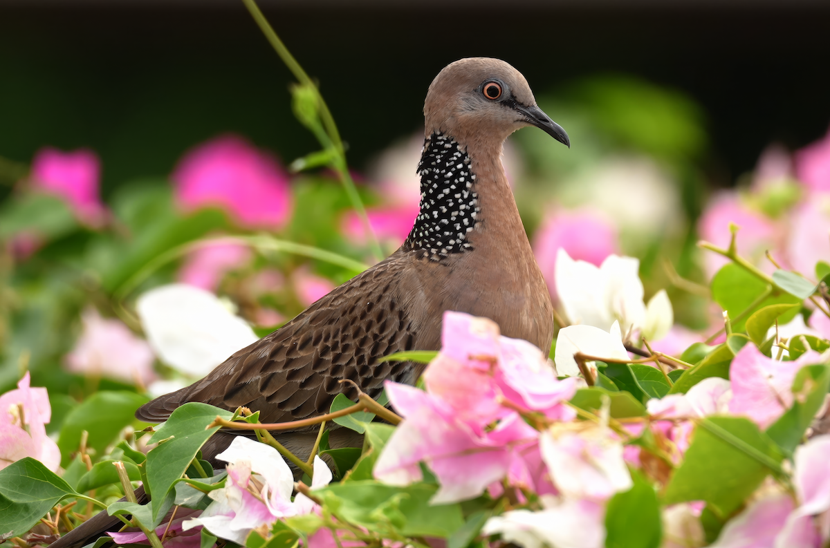 Spotted Dove - ML620063768
