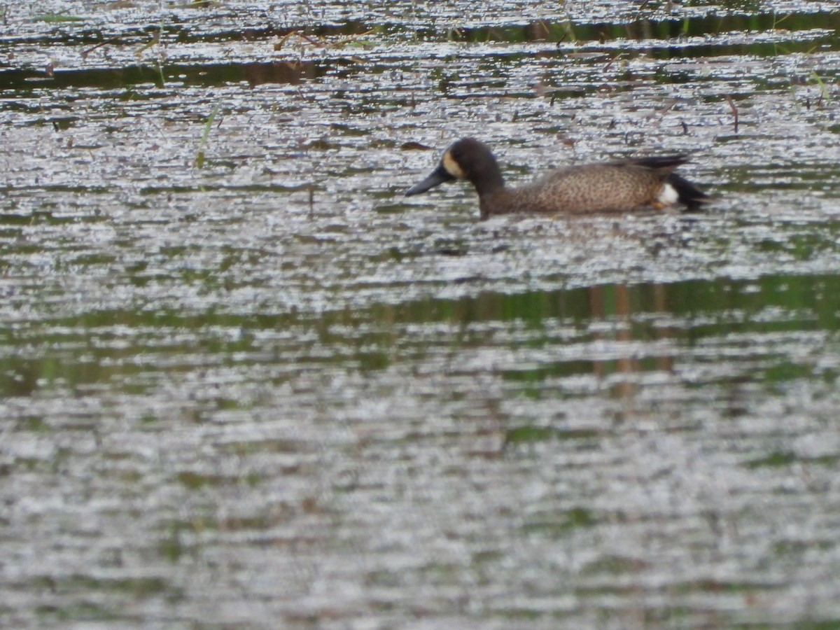 Blue-winged Teal - ML620063776