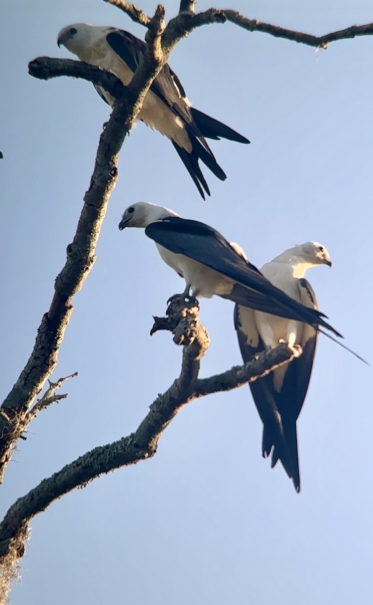 Swallow-tailed Kite - ML620063793