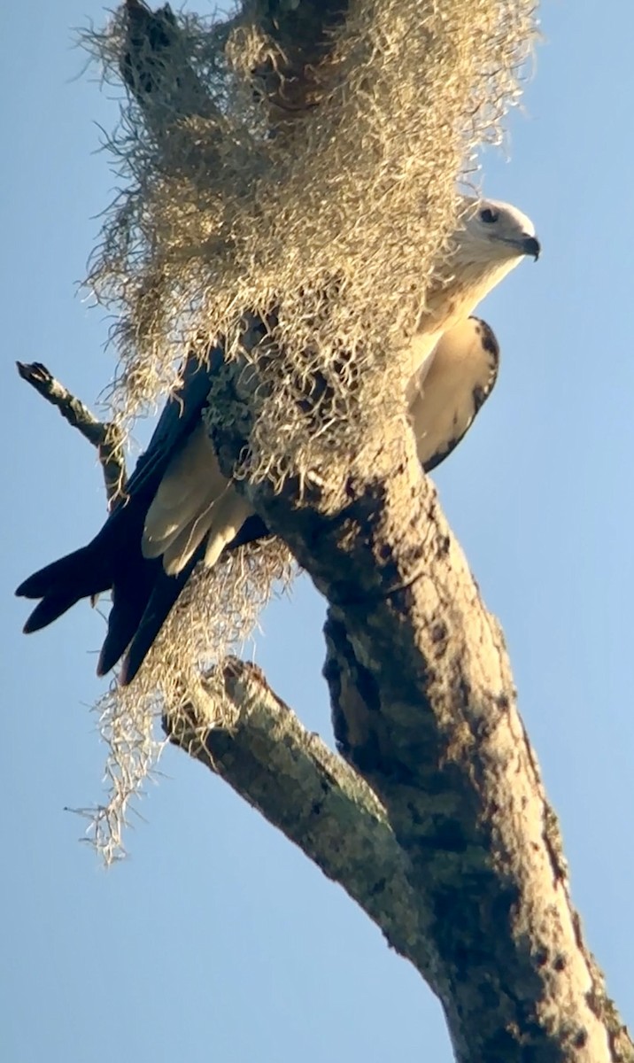Swallow-tailed Kite - ML620063801