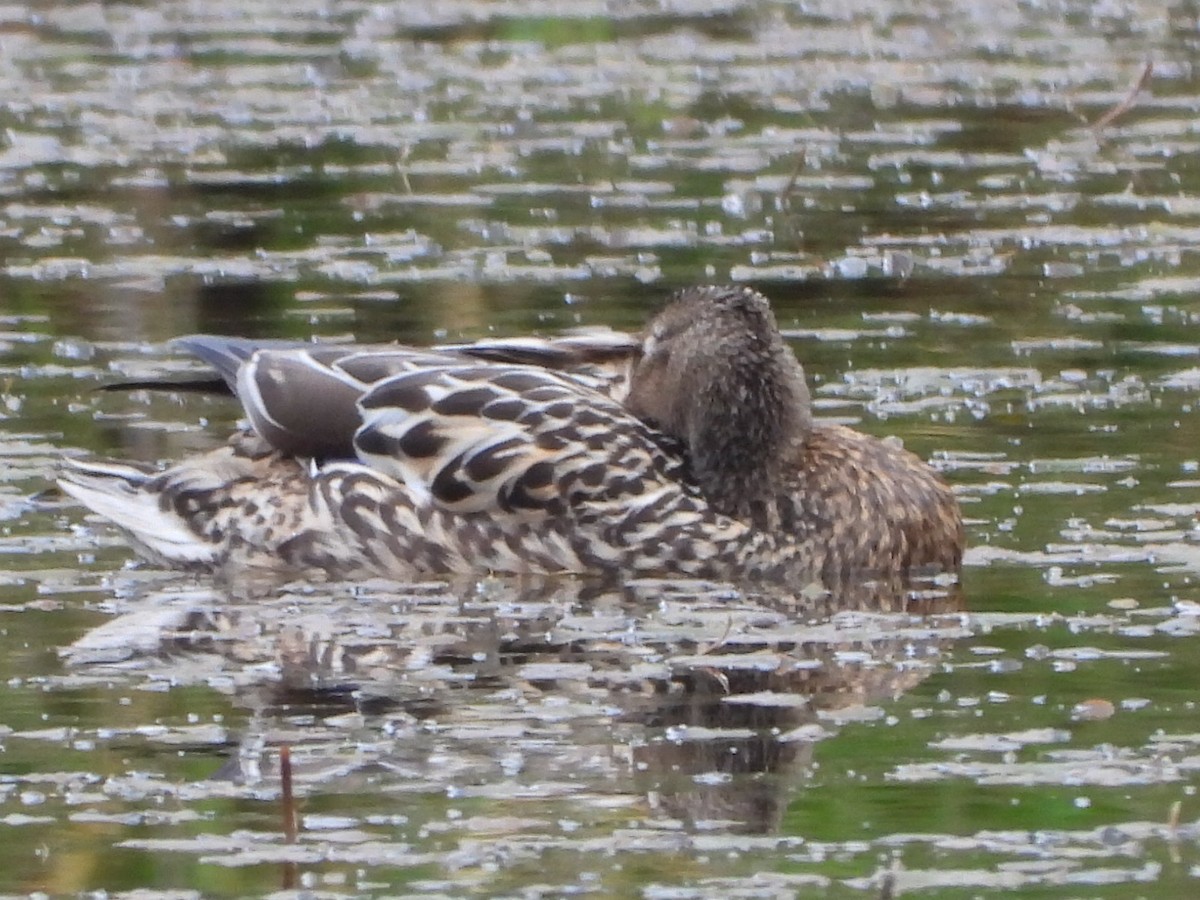 Blue-winged Teal - ML620063804
