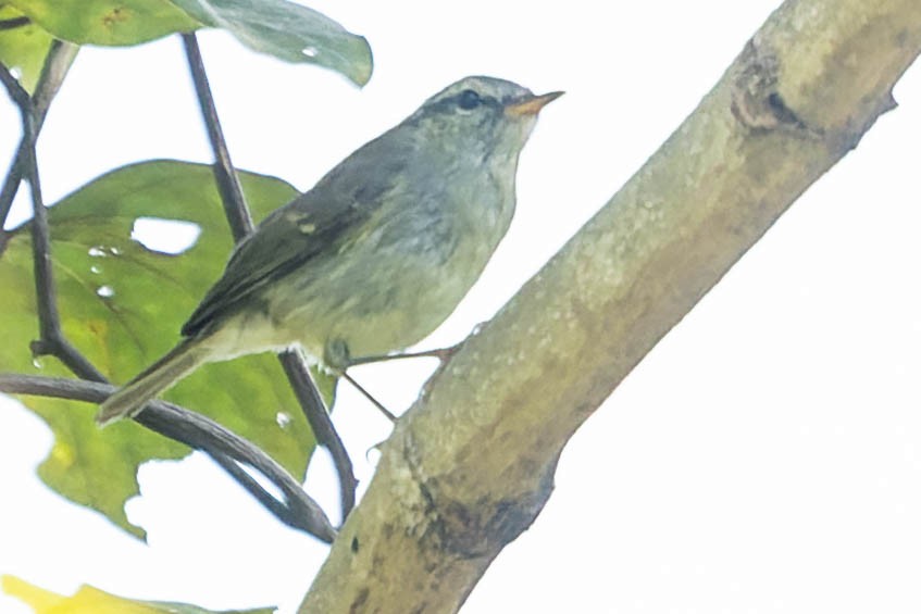 Yellow-browed Warbler - ML620063805